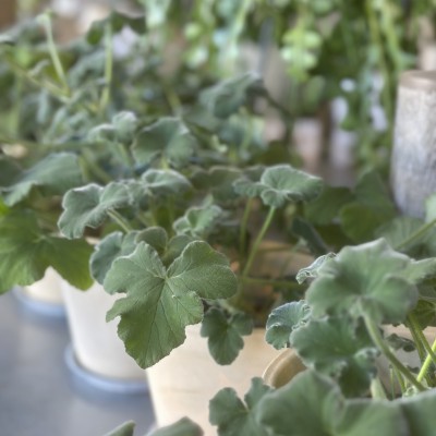 Duftpelargonia Tomentosum
