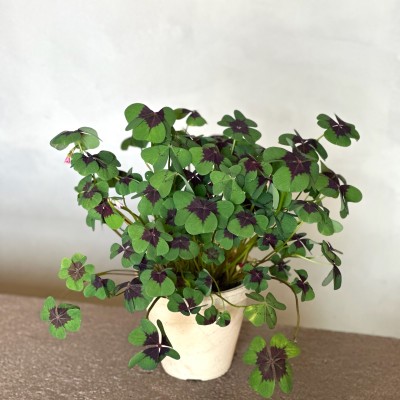 Oxalis "Iron Cross"