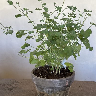 Pelargonium Fragrans