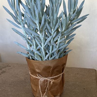 Senecio Ficoides Stelvio