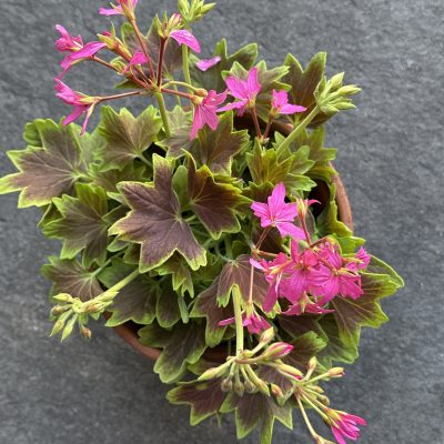 Pelargonium